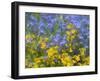 Blue and yellow with forget-me-nots-Sylvia Gulin-Framed Photographic Print