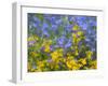 Blue and yellow with forget-me-nots-Sylvia Gulin-Framed Photographic Print