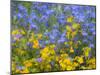 Blue and yellow with forget-me-nots-Sylvia Gulin-Mounted Photographic Print