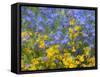 Blue and yellow with forget-me-nots-Sylvia Gulin-Framed Stretched Canvas