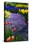 Blue Anemone with Daffodils and Tulips-Colette2-Stretched Canvas