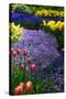 Blue Anemone with Daffodils and Tulips-Colette2-Stretched Canvas