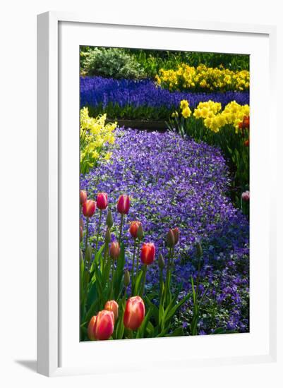 Blue Anemone with Daffodils and Tulips-Colette2-Framed Photographic Print