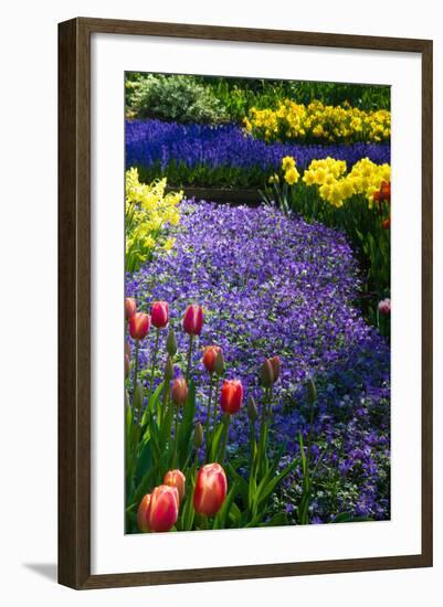 Blue Anemone with Daffodils and Tulips-Colette2-Framed Photographic Print