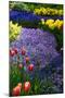 Blue Anemone with Daffodils and Tulips-Colette2-Mounted Photographic Print