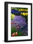 Blue Anemone with Daffodils and Tulips-Colette2-Framed Photographic Print