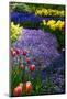 Blue Anemone with Daffodils and Tulips-Colette2-Mounted Photographic Print