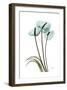 Blue Anthurium-Albert Koetsier-Framed Art Print