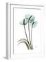 Blue Anthurium-Albert Koetsier-Framed Art Print