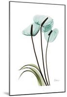 Blue Anthurium-Albert Koetsier-Mounted Art Print