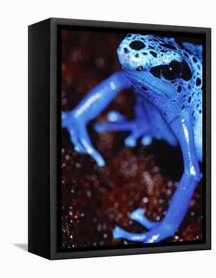 Blue arrow poison frog-Herbert Kehrer-Framed Stretched Canvas