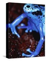 Blue arrow poison frog-Herbert Kehrer-Stretched Canvas