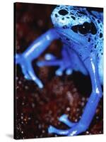 Blue arrow poison frog-Herbert Kehrer-Stretched Canvas