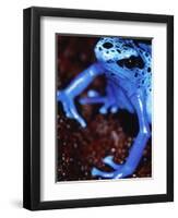 Blue arrow poison frog-Herbert Kehrer-Framed Premium Photographic Print