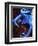 Blue arrow poison frog-Herbert Kehrer-Framed Premium Photographic Print