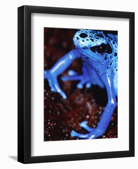 Blue arrow poison frog-Herbert Kehrer-Framed Premium Photographic Print