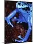 Blue arrow poison frog-Herbert Kehrer-Mounted Premium Photographic Print