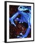 Blue arrow poison frog-Herbert Kehrer-Framed Premium Photographic Print