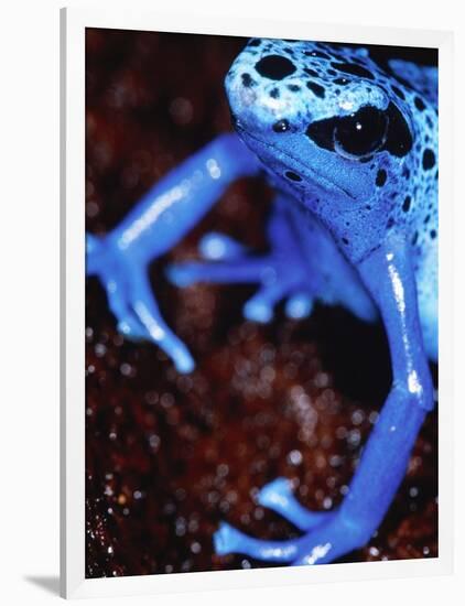 Blue arrow poison frog-Herbert Kehrer-Framed Photographic Print