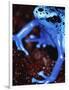 Blue arrow poison frog-Herbert Kehrer-Framed Photographic Print