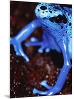 Blue arrow poison frog-Herbert Kehrer-Mounted Photographic Print