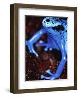 Blue arrow poison frog-Herbert Kehrer-Framed Photographic Print