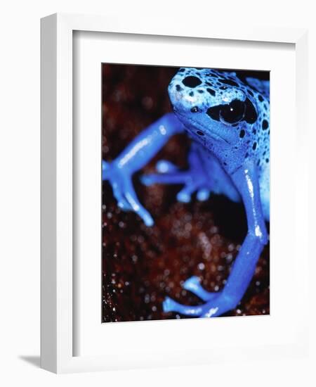 Blue arrow poison frog-Herbert Kehrer-Framed Photographic Print