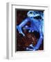 Blue arrow poison frog-Herbert Kehrer-Framed Photographic Print