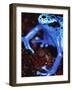 Blue arrow poison frog-Herbert Kehrer-Framed Photographic Print