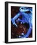 Blue arrow poison frog-Herbert Kehrer-Framed Photographic Print