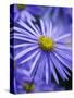 Blue Aster-Clive Nichols-Stretched Canvas