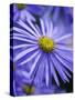 Blue Aster-Clive Nichols-Stretched Canvas