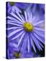 Blue Aster-Clive Nichols-Stretched Canvas