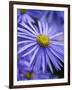 Blue Aster-Clive Nichols-Framed Premium Photographic Print