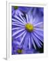 Blue Aster-Clive Nichols-Framed Premium Photographic Print