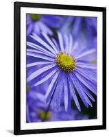 Blue Aster-Clive Nichols-Framed Premium Photographic Print