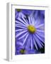 Blue Aster-Clive Nichols-Framed Photographic Print