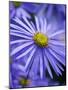 Blue Aster-Clive Nichols-Mounted Photographic Print