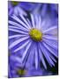 Blue Aster-Clive Nichols-Mounted Photographic Print