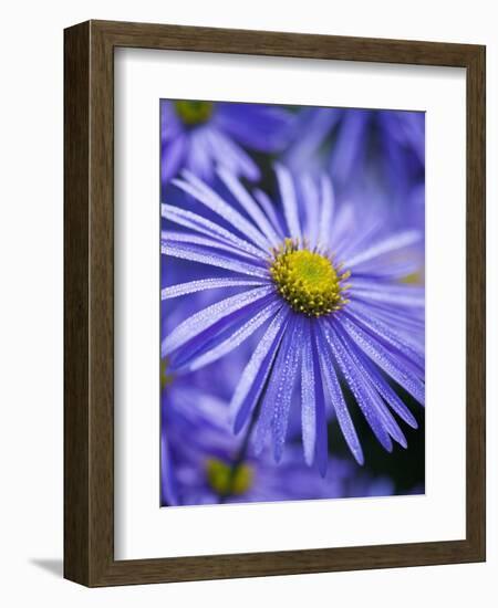 Blue Aster-Clive Nichols-Framed Photographic Print