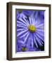 Blue Aster-Clive Nichols-Framed Photographic Print