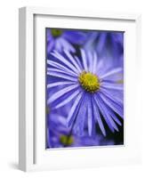 Blue Aster-Clive Nichols-Framed Photographic Print