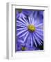 Blue Aster-Clive Nichols-Framed Photographic Print