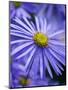 Blue Aster-Clive Nichols-Mounted Photographic Print
