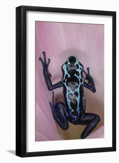 Blue Auratus dart frog, also known as Blue and black poison dart frog-Adam Jones-Framed Premium Photographic Print