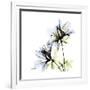 Blue Azalea-Albert Koetsier-Framed Premium Giclee Print