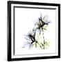 Blue Azalea-Albert Koetsier-Framed Premium Giclee Print