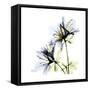 Blue Azalea-Albert Koetsier-Framed Stretched Canvas