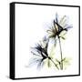 Blue Azalea-Albert Koetsier-Framed Stretched Canvas