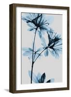 Blue Azalea-Albert Koetsier-Framed Art Print